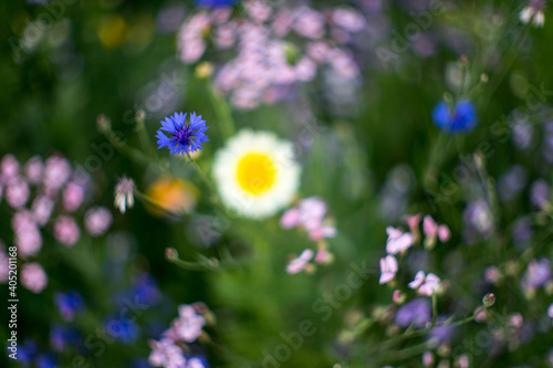prairie fleurie photo