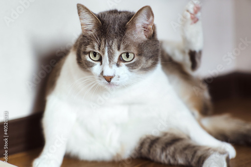 The lazy cat is lying on the floor and has lifted its paw up. A well-fed pet is resting in a bright room. A beautiful and happy cat is resting after lunch.