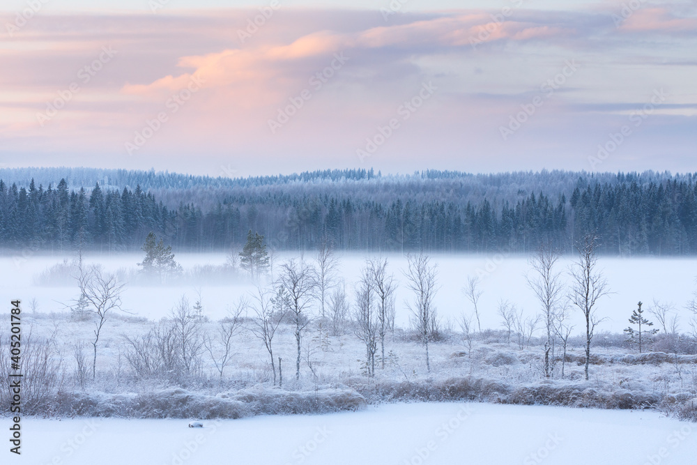 Winter landscape with frost covered trees and sedges, water vapour rising from frozen river Pielisjoki, Finland