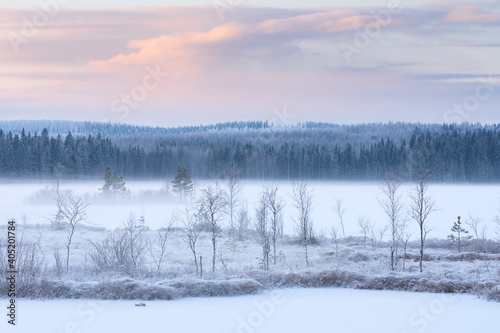 Winter landscape with frost covered trees and sedges, water vapour rising from frozen river Pielisjoki, Finland