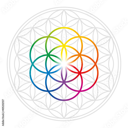 Rainbow colored Seed of Life in gray Flower of Life. Geometric figures and spiritual symbols of the Sacred Geometry. Overlapping circles forming a flower like pattern. Illustration over white. Vector.