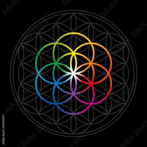Rainbow colored Seed of Life in gray Flower of Life over black. Geometric figures and spiritual symbols of the Sacred Geometry. Overlapping circles forming a flower like pattern. Illustration. Vector.