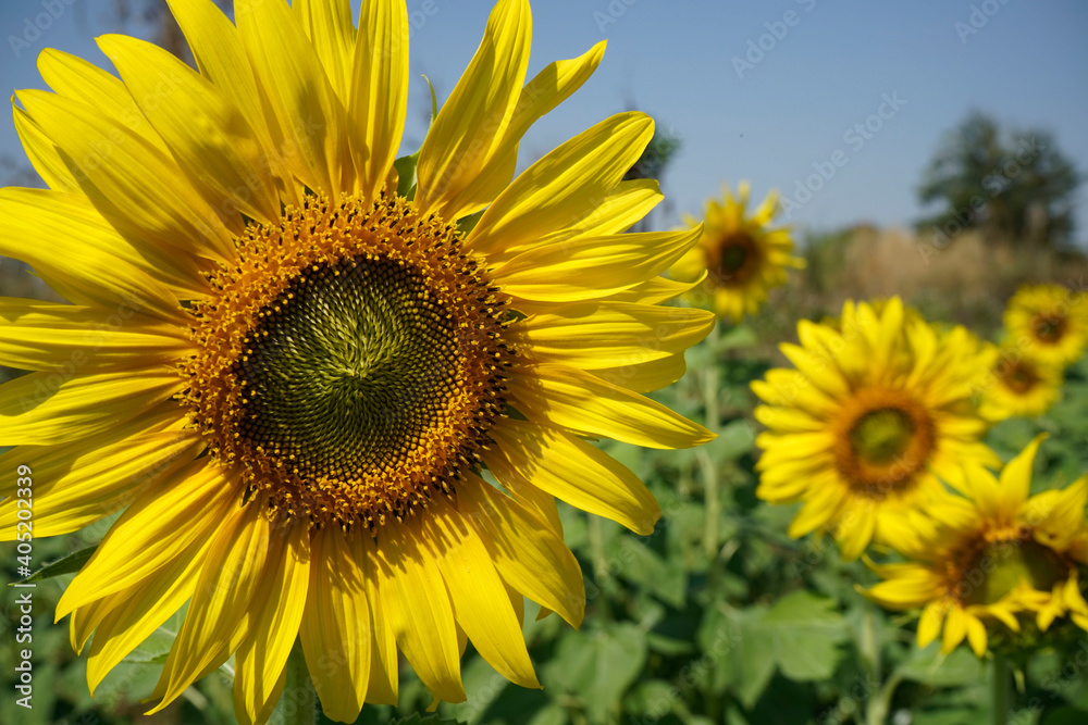 Flowering sunflower in the field