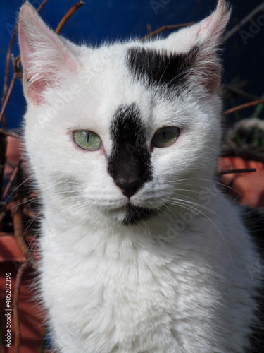 portrait of a cat with eyes