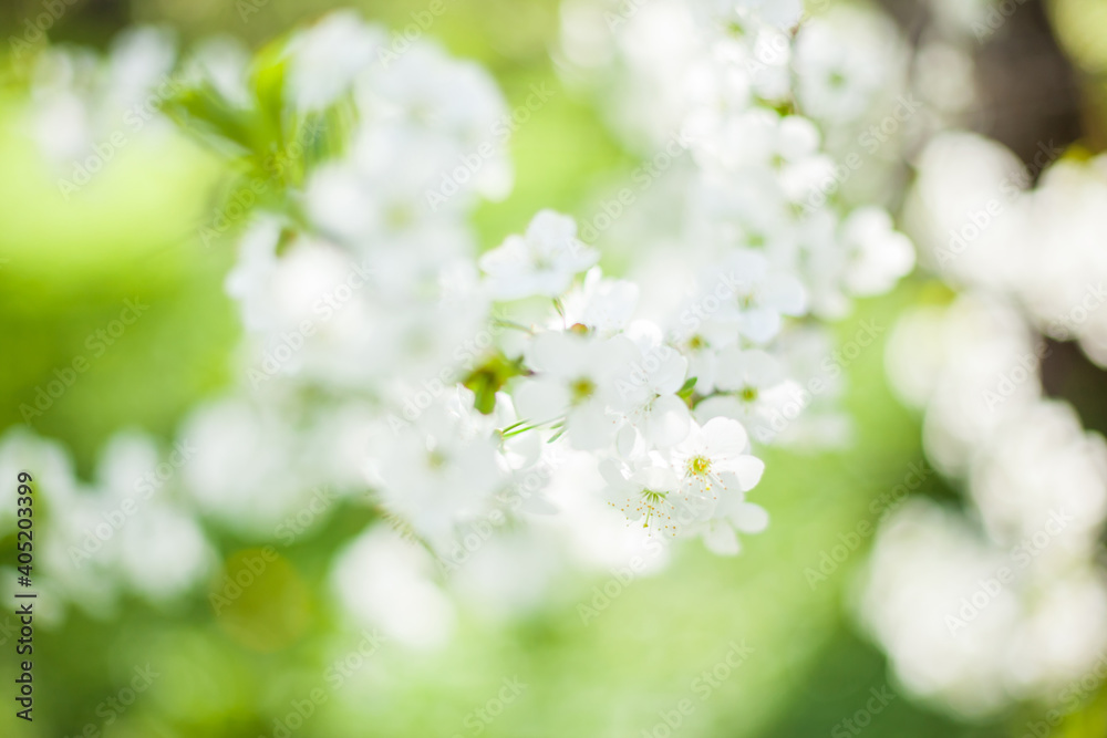 Springtime begining in the garden. The branches of a blossoming tree in spring day in the wind. Cherry tree in white flowers. Beautiful blurring background. selective focus.