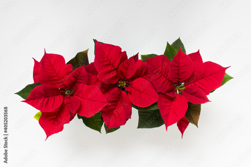 Fototapeta premium Top view of three Christmas red poinsettia flower pots on white background.