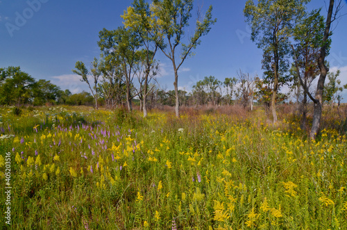 573-60 Goldenrod and Blazing Star at West Beach