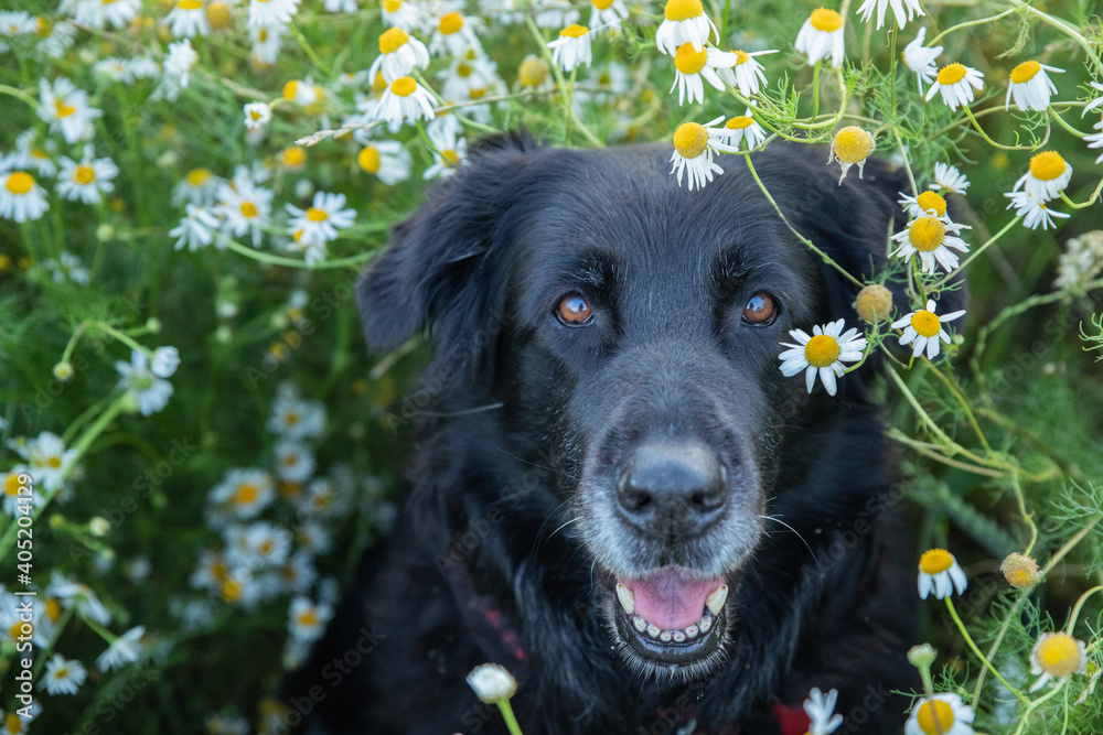 Happy black labrador dog on summer time in blooming chamomile daisy field