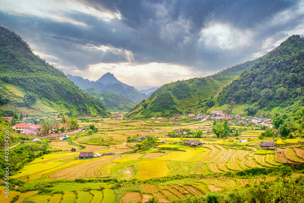 Golden rice season in a small town in the Northwest region of Vietnam