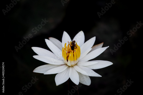 A bee sucking the water lily nectar in nature macro on soft blurry dark background.