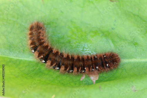 caterpillar on a leaf