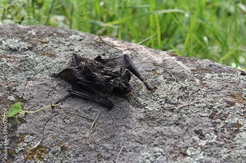 bat on a rock