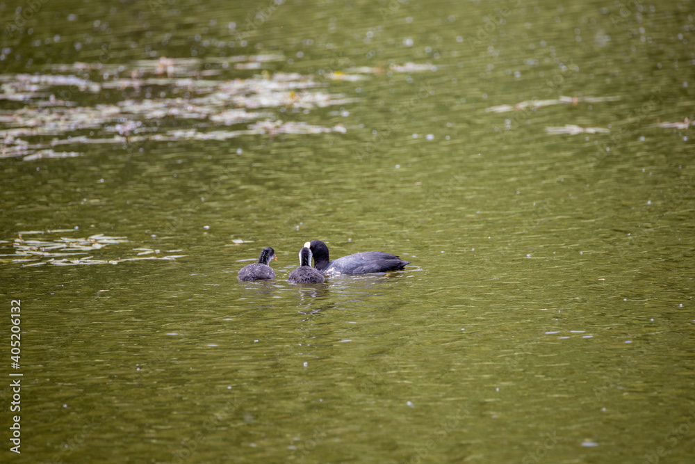 Fulica atra birds swim in a green pond. Fulica atra birds swim in a green pond.