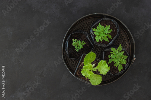 Seedlings. Young tomato sprouts in container in pots on black table.