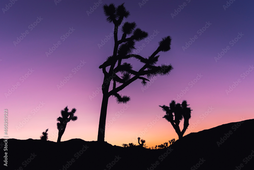 Silhouettes of Joshua Trees during a purplish orange sunrise in Joshua Tree National Park, the Mohave Desert, Southern California, USA.