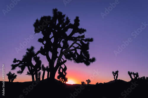Silhouettes of Joshua Trees during a purplish orange sunrise in Joshua Tree National Park, the Mohave Desert, Southern California, USA.