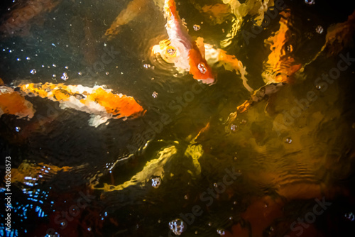 Fototapeta Naklejka Na Ścianę i Meble -  Colorful koi fishes are swimming in the pond.