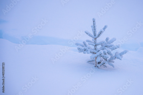 snow covered pine tree © марина кадырова