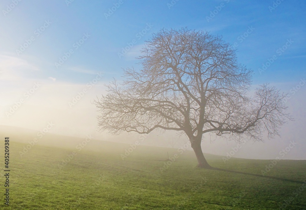 Fototapeta premium Kahler Baum im Nebel