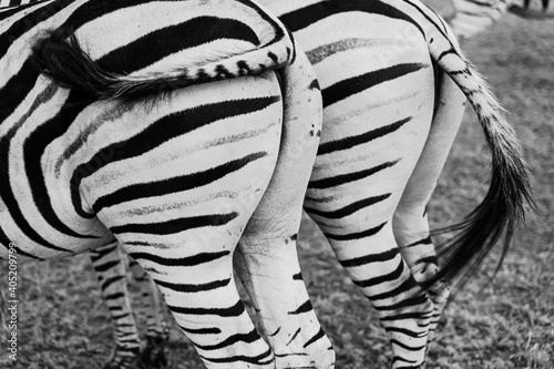 Zebra back. Black and white. two booty of couple pair of zebra horses eating grass turned backs. safari adventure. Leaving zebras goodbuy.  waving tail. show disrespect messing 