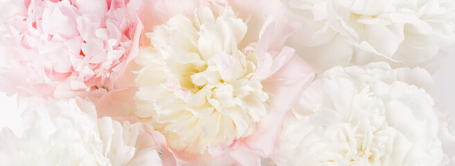 Beautiful aromatic fresh blossoming tender pink peonies texture, close up view. Romantic background