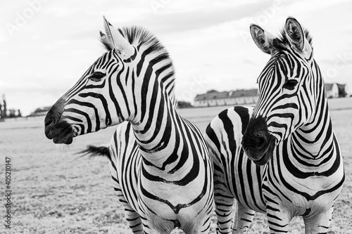 Zebra coule looking side. Black and white poster style creative artistic composition. expressive, anxious look. Beautiful wild nature inspiration.