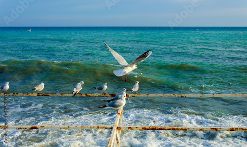 Seagulls sit on an old gazebo near the sea.