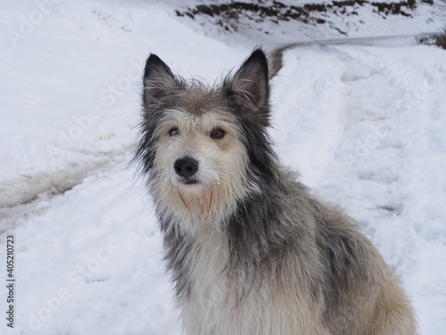 portrait of a dog with a snowed background