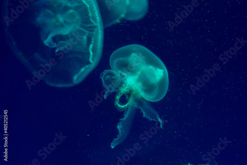 Colorful jelly fish in dark sea. © czchampz