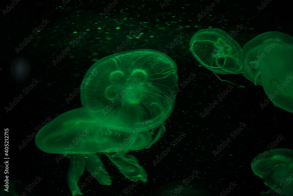 Colorful jelly fish in dark sea. Colorful jelly fish in dark sea.