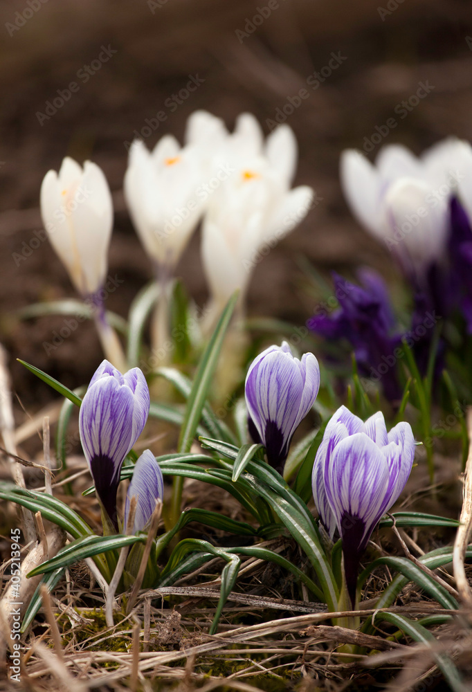Multicolored crocuses. The first spring flowers. Selective focus Multicolored crocuses. The first spring flowers. Selective focus