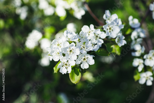 Fresh apple tree branch with white flowers in a garden. Spring concept. Dark moody picture, close up, soft selective focus, copy space