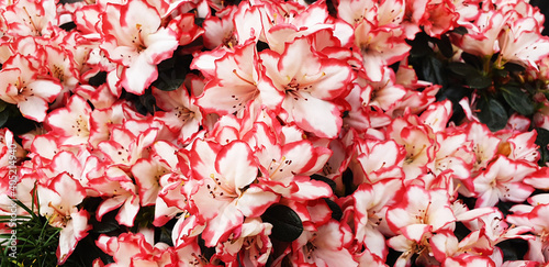 Background of white end red flowers rhododendron simsii. Panorama. photo