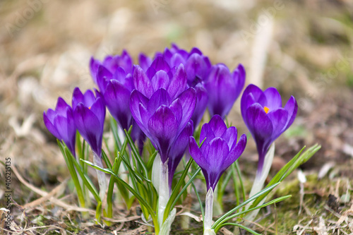 Fototapeta Naklejka Na Ścianę i Meble -  Multicolored crocuses. The first spring flowers. Selective focus