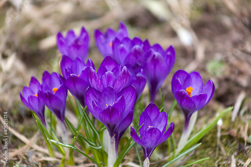 Multicolored crocuses. The first spring flowers. Selective focus