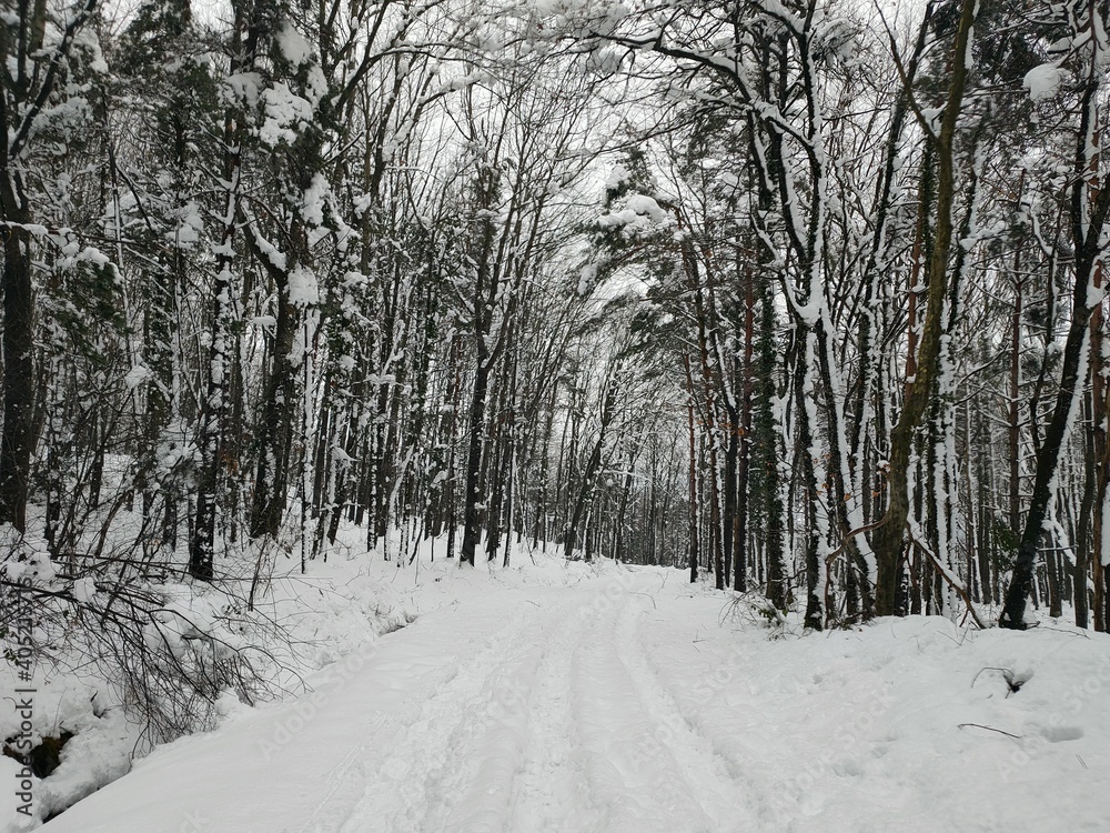 Obraz premium view of a snowed forest in winter