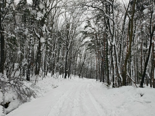 view of a snowed forest in winter