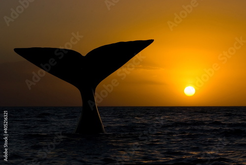 Southern Right Whale - Eubalaena australis