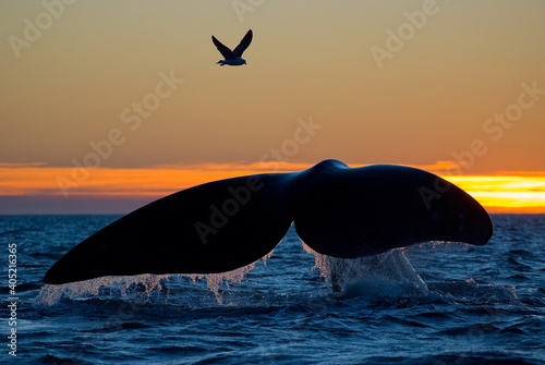 Southern Right Whale - Eubalaena australis photo
