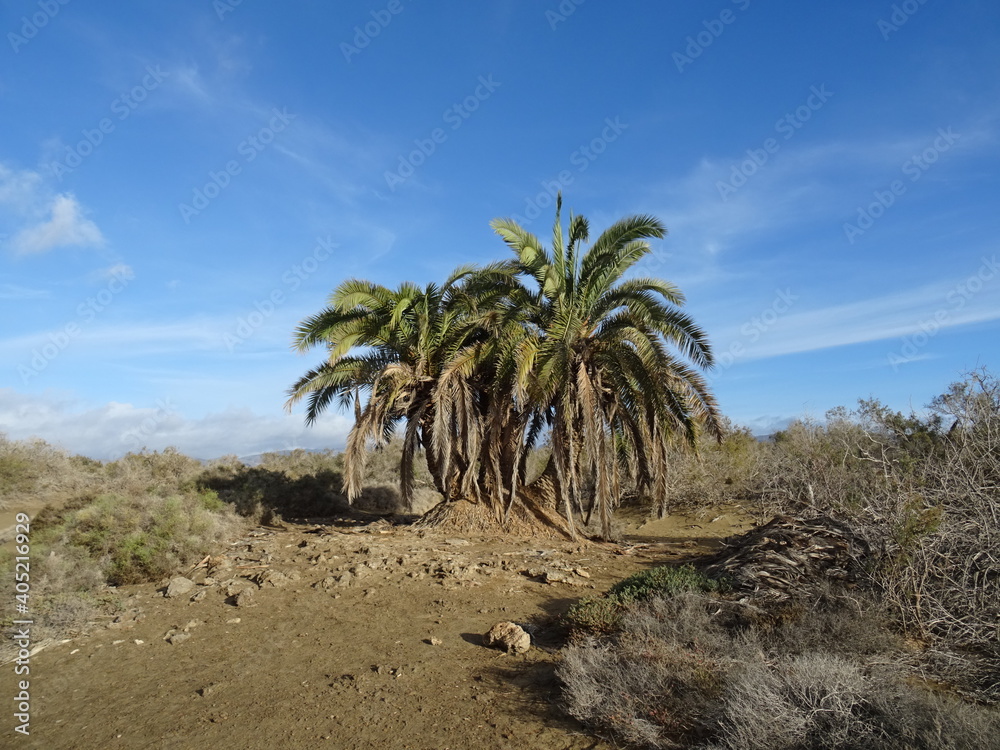 Landscape with dunes and Phoenix canariensis palms. Natural Park of Maspalomas. South of Gran Canaria Island. Spain.