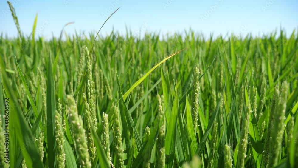 Nice rice spikes swaying on a large agricultural field on sunny day in summer  