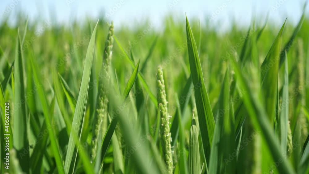 High rice spikelets growing on huge agricultural field on sunny day in summer High rice spikelets growing on huge agricultural field on sunny day in summer