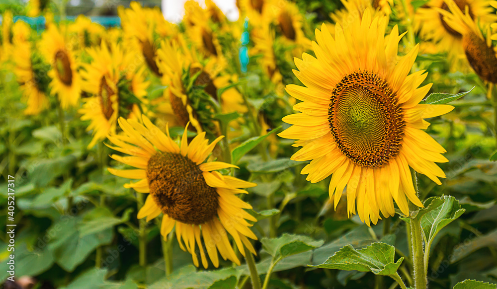Naklejka premium flower of sunflower blooming in the garden. background