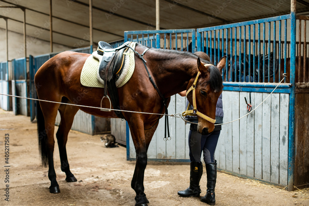 Fototapeta premium the care of the horse