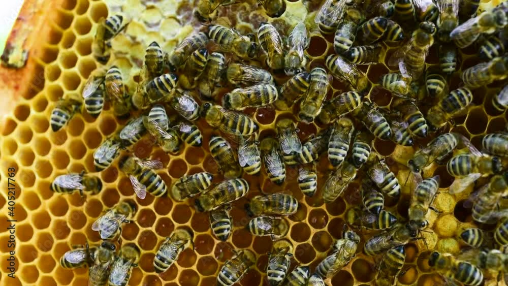 Young bees feeding on the nectar in honeycomb Young bees feeding on the nectar in honeycomb
