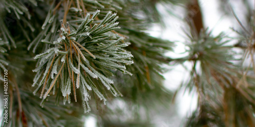 Banner. Green beautiful pine needles in frost and snow.