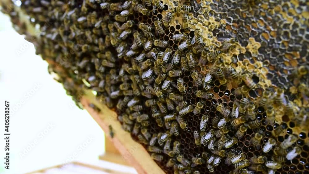 Typical honey stock comb with fresh nectar - 1 Typical honey stock comb with fresh nectar - 1