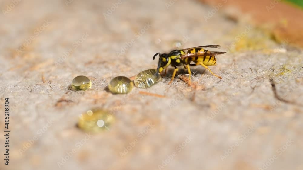 The wasp drinking liquid honey The wasp drinking liquid honey