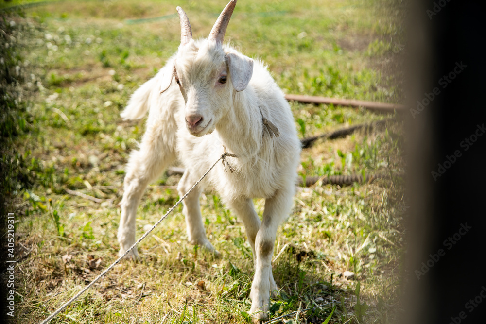 Obraz premium little white goat tied up