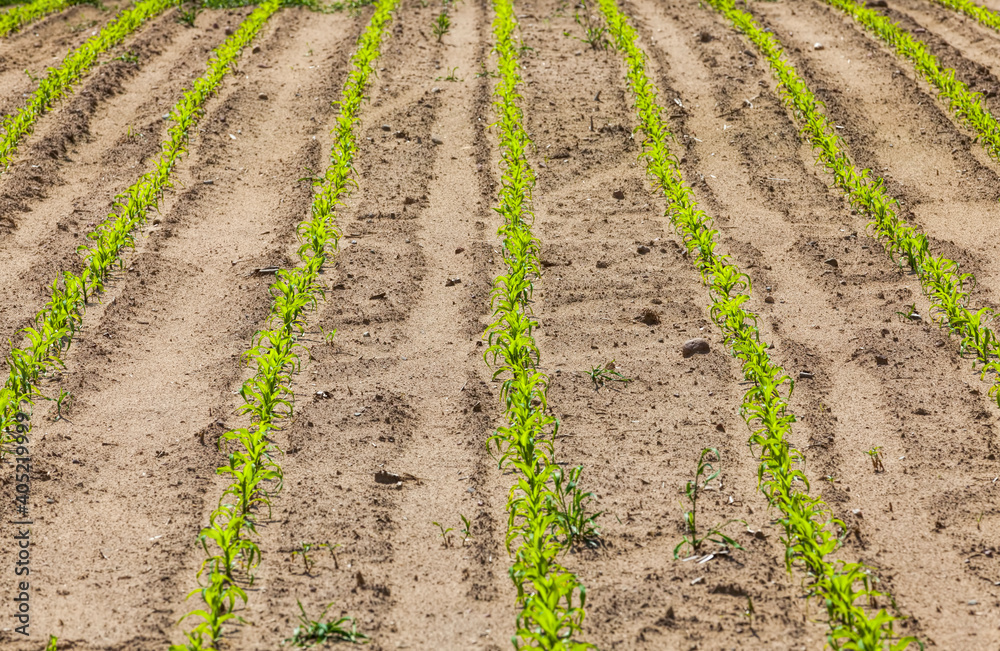 young corn sprouts in the spring season